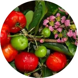 Barbados Cherry - Fruit