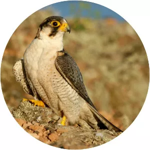 Barbary falcon