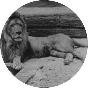 Barbary lion