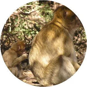 Barbary macaque