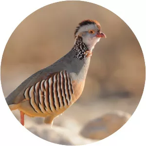 Barbary partridge - Bird