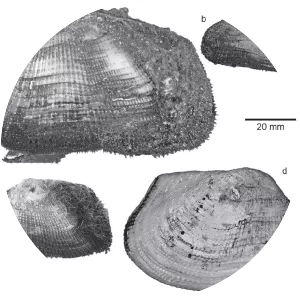 Barbatia foliata - Animal