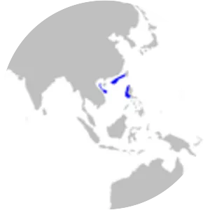 Barbelthroat carpetshark