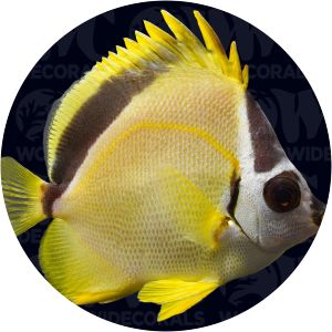 Barberfish - Fish