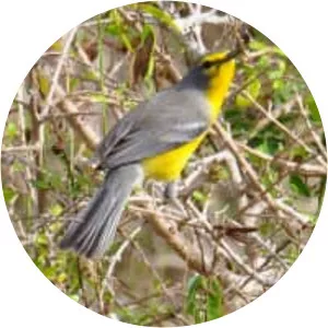 Barbuda warbler