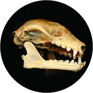 Bare-backed rousette