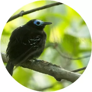 Bare-crowned antbird