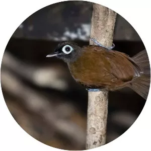 Bare-eyed antbird - Bird