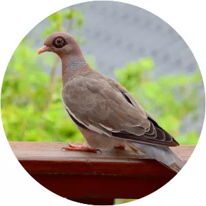 Bare-eyed pigeon - Bird