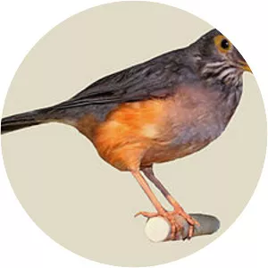 Bare-eyed thrush - Bird