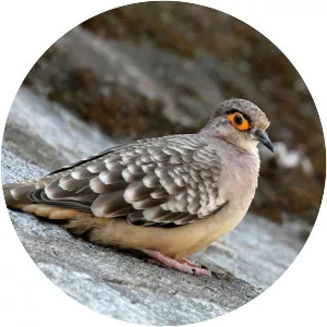 Bare-faced ground dove