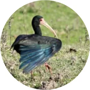 Bare-faced ibis