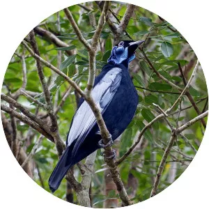 Bare-necked fruitcrow - 