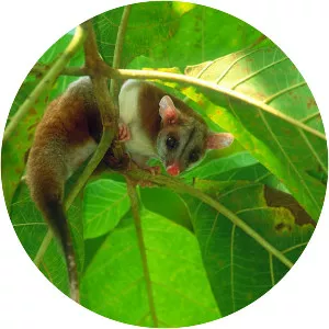 Bare-tailed woolly opossum photograph