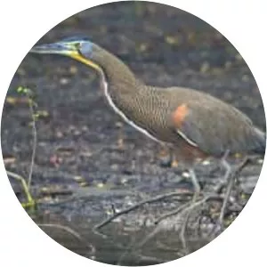 Bare-throated tiger heron - Birds
