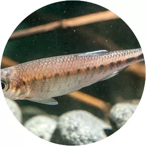 Barilius gatensis