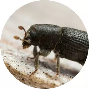 Bark beetle