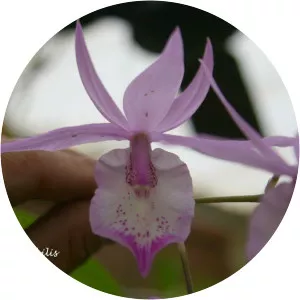 Barkeria spectabilis