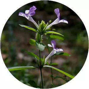 Barleria cristata - Plants
