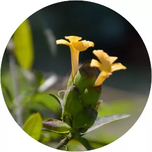 Barleria lupulina - Plants