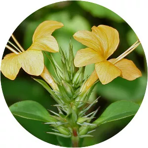 Barleria prionitis