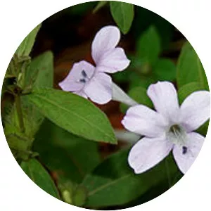 Barleria