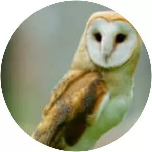 Barn owl