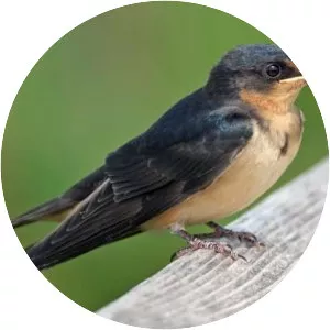 Barn swallow