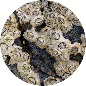 Barnacle