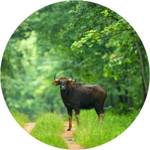 Barnawapara Wildlife Sanctuary