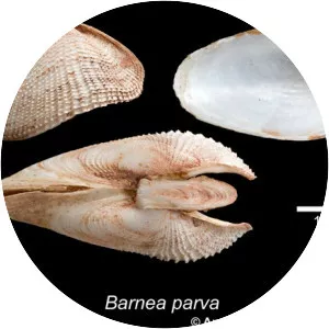 Barnea parva - 