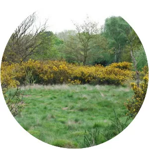 Barnes Common - 