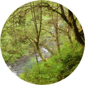 Barnes Creek - Stream in Washington