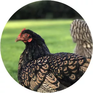 Barnevelder - Chicken breed