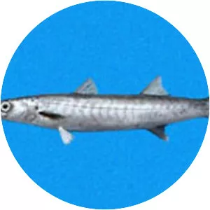 Barracuda