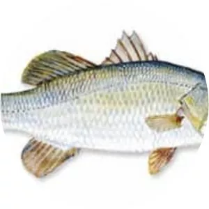 Barramundi