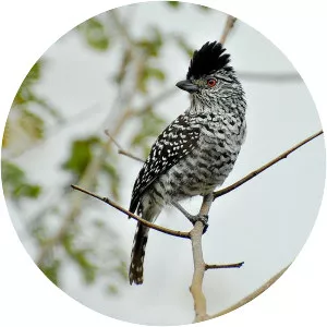 Barred antshrike