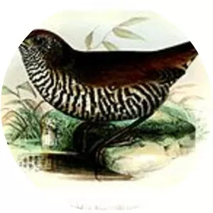 Barred antthrush - Bird