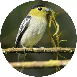 Barred becard - Bird