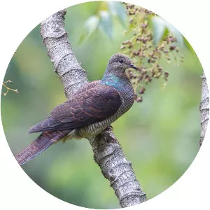 Barred cuckoo-dove - Bird