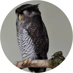 Barred eagle-owl