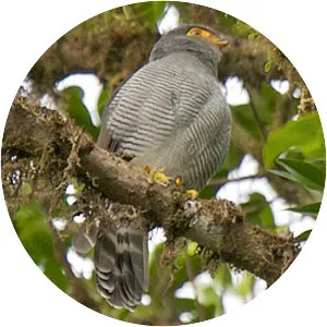 Barred forest falcon - Bird