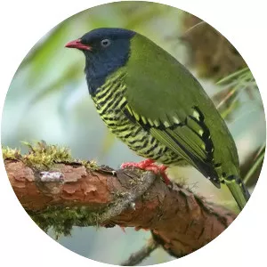 Barred fruiteater - Bird