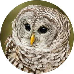 Barred Owl