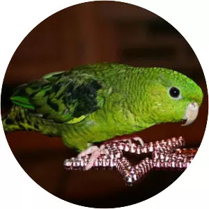 Barred parakeet