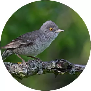 Barred warbler