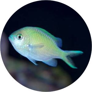 Barrier reef chromis - 