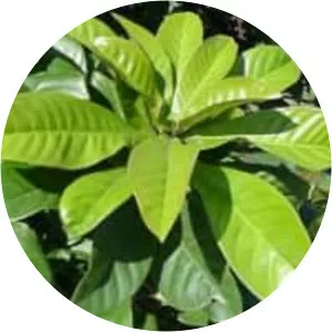 Barringtonia racemosa