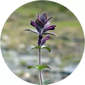 Bartsia alpina - Plants