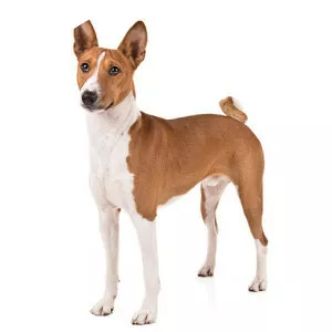 Basenji